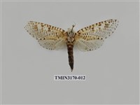 藏品(大豹斑蠹蛾)的圖片